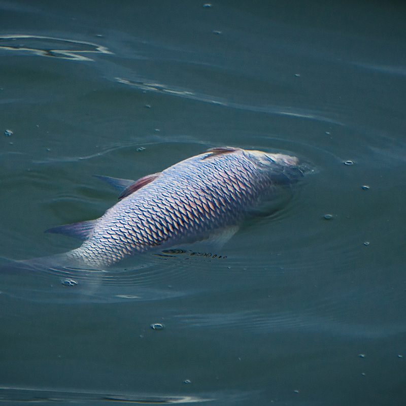 dead fish floating down the river dead fish floating down the river