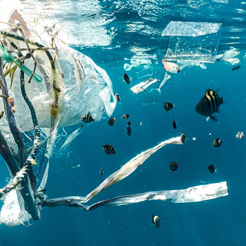 fishes swiming through garbage fishes swiming through garbage