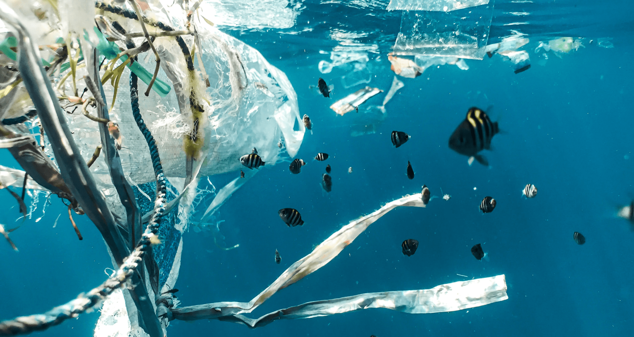 some plastic waste floating around water