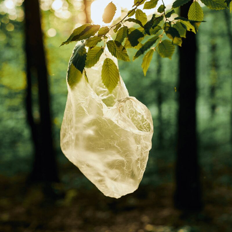 Plastic bag hanging from tree in forest