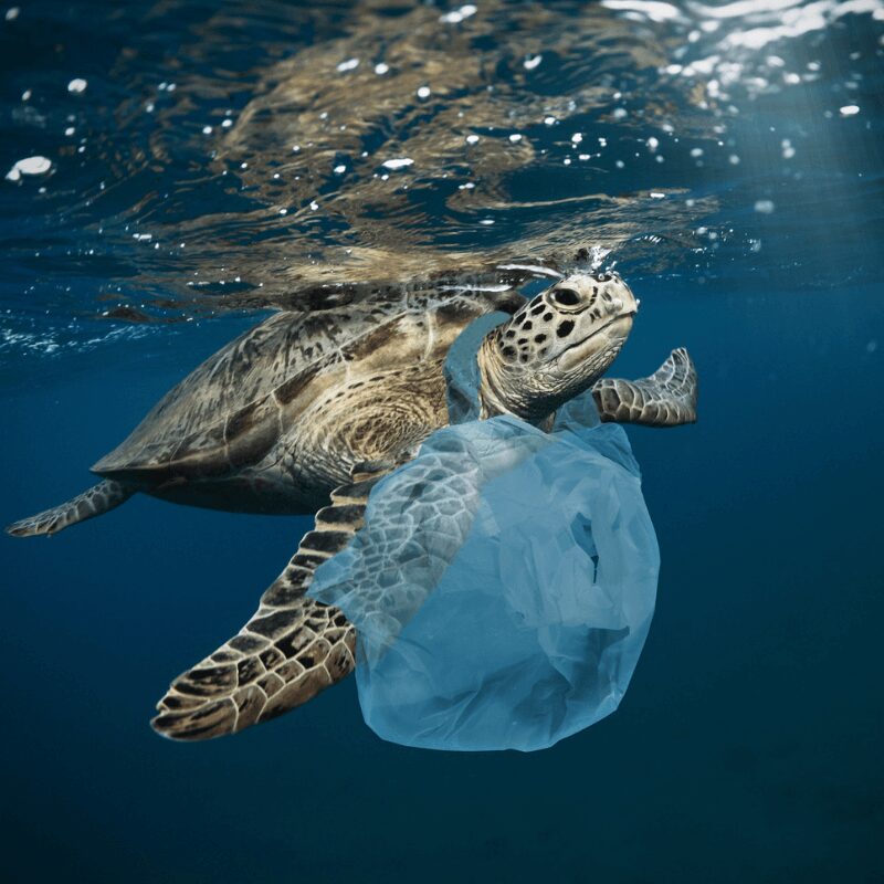turtle caught in ocean plastic sea turtle caught in ocean plastic